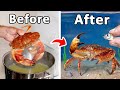 I Raised A Grocery Store Crab As My Pet