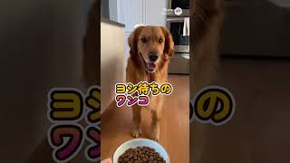 ヨシ待ちのワンコ。A dog waiting for the “okay. #ai