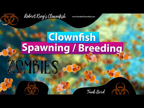 Clown Fish Spawning & Breeding with Robert King's Clownfish