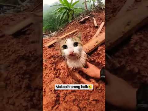 penyelamatan kucing terjebak longsor
