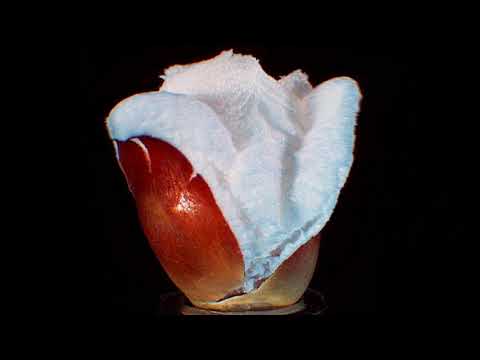 Blitz x Watson-Dziwny jest (feat.Lady Kay,prod.Blitzfreak)