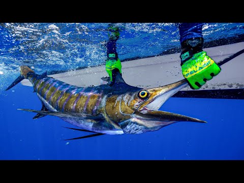 The $100,000 Fish…. DEEP SEA Marlin Fishing in Belize