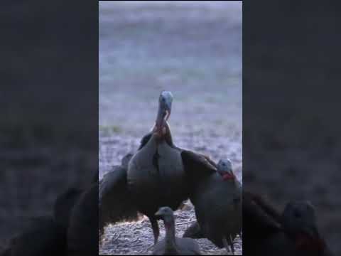 Gobblers getting Frisky with Decoy | Breaking Spring | Wild TV