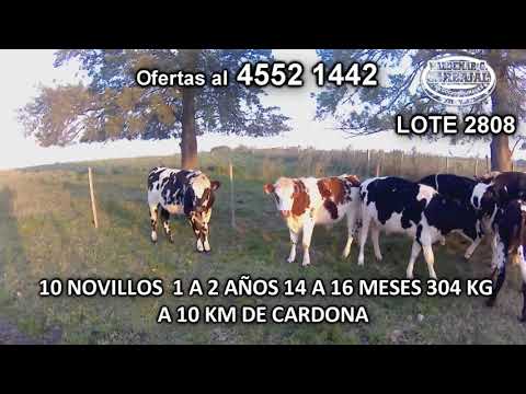 Lote 10 Novillos 1 a 2 años 5 NO- 5 HO 304 Kgkg -  en Piedra Chata- A 10 Km de Cardona