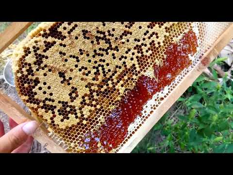 , title : 'Cách Lấy Mật Ong Nuôi Đơn Giản _Phương Pháp nuôi ong'