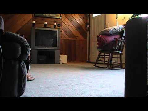 Tasha Learning to "Herd" a ball