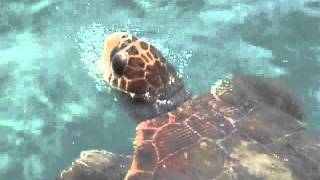 preview picture of video 'Caretta caretta schildpad op Zakinthos, Griekenland'