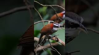 Download lagu Ini burung cucak kopi #burung #aviarysederhana #birds #aviaryminimalis mp3 Download lagu Ini burung cucak kopi #burung #aviarysederhana #birds #aviaryminimalis mp3