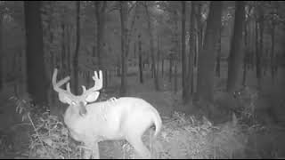 July 2019 Trail Cam