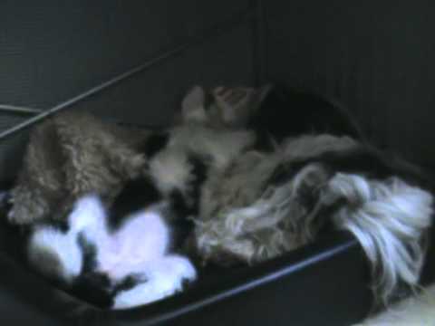 Päivi and Zophie chatting