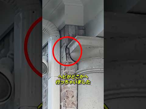 ヘビが家に侵入する方法
