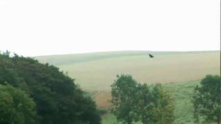 Sea Eagles East of Scotland