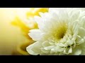 Morning Relaxing Music Healing Music For Stress Relief Britney