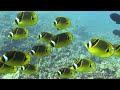 Raccoon Butterflyfish School Underwater Video