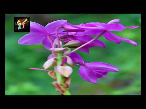 Aralo Hunnime Lyrical Song   Chandramukhi Pranasakhi Movie   Ramesh Aravind,Shivram   K Kalyan