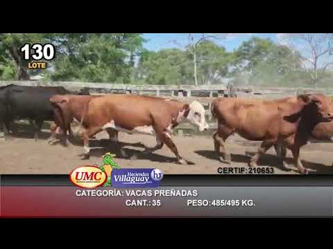 Lote 35 Vacas CUT preñadas en Itatí, Corrientes