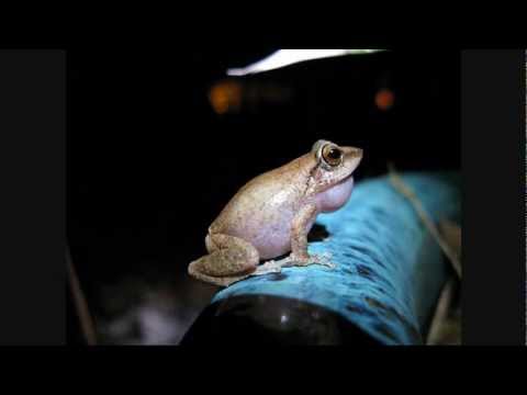 Some Hawaiians Becoming Tolerant Of Invasive Coqui Frogs