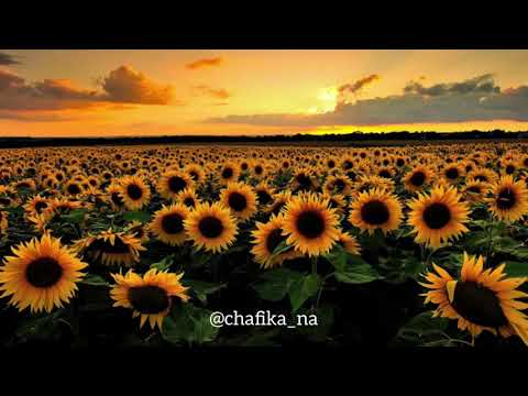 Chafika- hallelujah (Leonard Cohen)