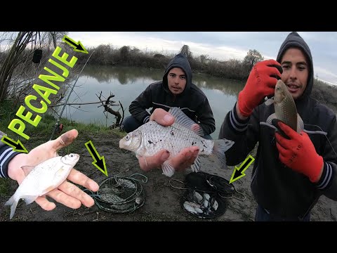 PECANJE BABUŠKE i BELE sa DRUŠTVOM 🎣🐟🤣 (DULE MENADZER) *čekam ŠARANA*