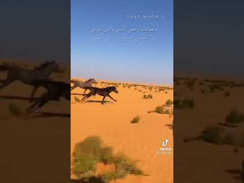 ياحياة ترفع الراس يابلاش