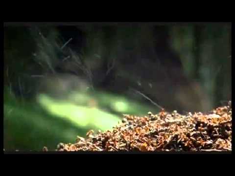 MAYKOW 7 13- Furmigueiru