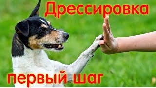 Смотреть онлайн Что важно знать о дрессировке собак