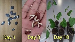 How To Germinate Bean Seeds
