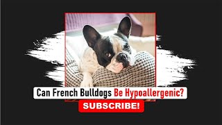 French Bulldogs Be Hypoallergenic | Frenchieshub