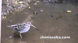 シギの仲間(動画あり)