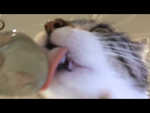 Cats eating from a spoon - Cat ASMR