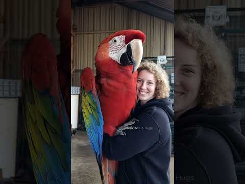 Giant Macaw Parrot and His Smiling Companion #macaw #viralvideo #trending #funny #birds #mother