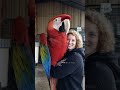 Giant Macaw Parrot And His Smiling Companion Macaw Viralvideo Trending Funny Birds Mother