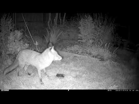 Fox Watch Bewbush 170525