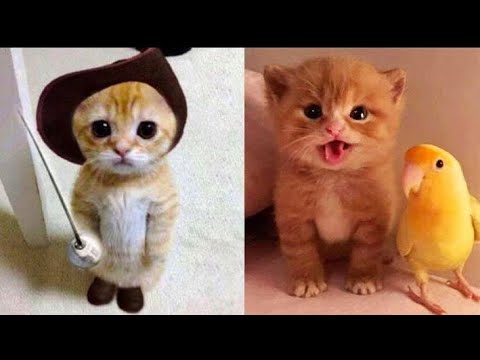 OMG So Cute ♥ Best Funny Cat Videos 2021