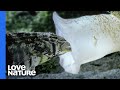 Fish-Hunting Sea Snail Kills Prey with Toxic Vomit