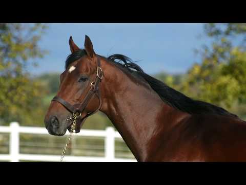 Haras de St. Arnoult: DSCHINGIS SECRET