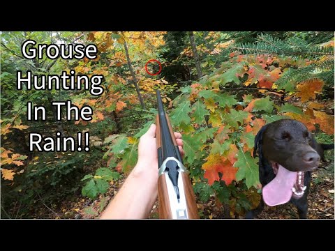 Late September Grouse Hunt, Lots of Leaves and Rain!!