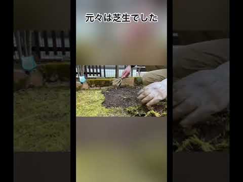 芝生からコケを取り除いたほうがいいでしょうか？その理由と方法: どのような治療法ですか?  庭園