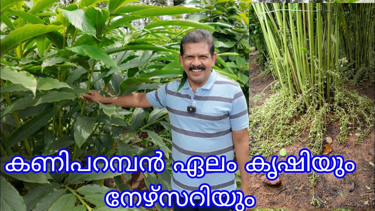 കണിപറമ്പൻ ഏല കൃഷി  | Kaniparamban cardamom cultivation