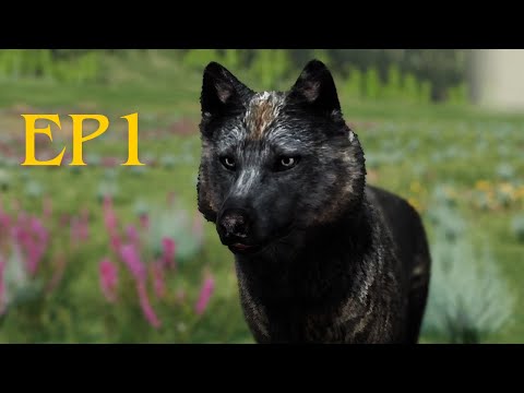 Surviving as an Iron Wolf on Accurate Mode! WolfQuest EP1 Hellroaring MT Packs