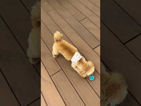 経営学科 ボールで遊ぶトイプードル11ヶ月 #toypoodle #トイプードル #puppy