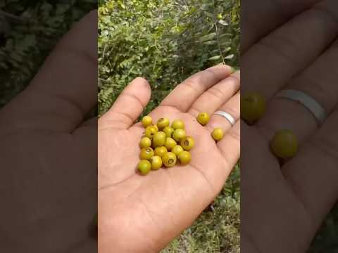 #Jackal Jujube fruit picking 😋❤️👌