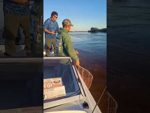 QUÉ "TORTITA" CON CABAÑAS NAHUEL EN PUERTO YERUA.#pesca #fishing #fish #rio #dorado#surubi#guias