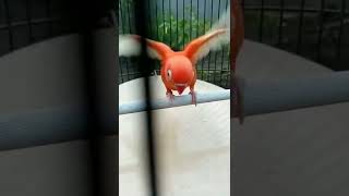 Download lagu Lovebird red biola pf harga nya bikin geleng geleng - bamis lbf mp3