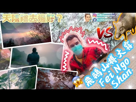 | 香港好去處 | 落雨上飛鵝山？同野豬對待？（春季限定）入左迷霧森林？Fei Ngo Shan ［快閃自駕遊］
