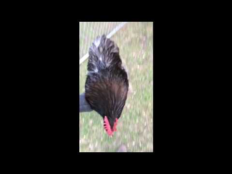 Huckleberry -Blue Cochin Bantam rooster