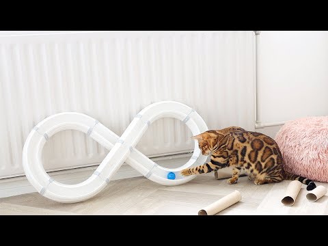 Bengal Cats Getting Bored Easily? Making Playing more Excited for our Cats