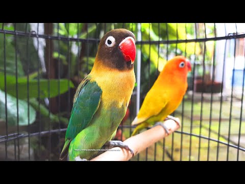 Lovebird Chirping Sounds (8 Hours) - Green Black Masked & Yellow Pastel