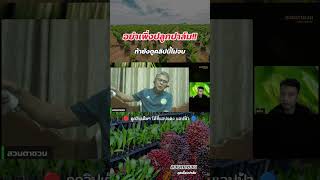 🔴 อย่าเพิ่งปลูกปาล์ม!! ถ้ายังดูคลิปนี้ไม่จบ [ชมคลิปเต็มๆ ได้ที่ Live ตอนที่ 12]