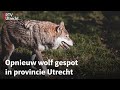 Wolf pakt prooi in Maartensdijk: 'Zijn imago is slecht' | RTV Utrecht